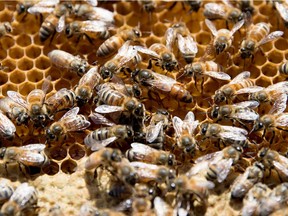 "An investigation into hive mortality continues and we'll act based on its results," said Quebec Agriculture Minister André Lamontagne.