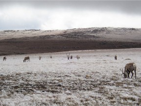 Woodland caribou graze on a mountain