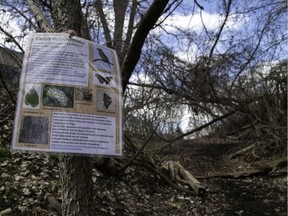 One of the many signs informing walkers of the natural habitat in the future Falaise park in Montreal off St-Jacques St.