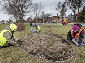 A gardening work crew cleans up the tulip beds, and rake up the leftover leaves in Bourgeau Park in Pointe-Claire on Thursday.