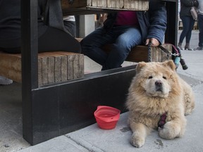 Catherine takes a load off while her owners sit on a terrasse at the restaurant El Gordo in Montreal on May 28, 2021.