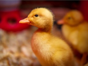 A Pekin duckling.