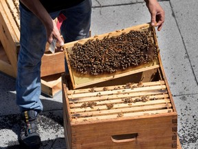Quebec beekeepers  fear the bee mortality rate may be higher than usual this winter because of the spread of a parasite in hives.