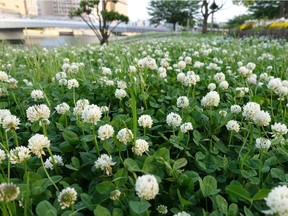 "It's an important change for the clover, because it's about protection against (herbivores)," explained Pedro Peres-Neto, a Concordia University professor who took part in the study.