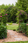 The mulch in Pepin and Turenne’s garden is produced exclusively at Les Jardins Vivaces de Charlesbourg, owned and operated by Jacques Hébert.