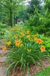 Raging Tiger day lilies make up part of the garden’s premier flower collection.