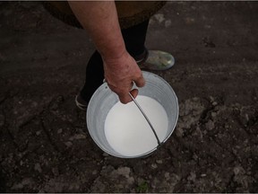 A woman carries a bucket of milk after milking her cow. While raw milk has its fans, Joe Schwarcz suggests pasteurized milk is a preferable option.