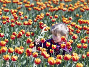 Four year old Daphne Jobin picks a flower at the Tulips.ca u-pick flower field in Laval May 18, 2022.