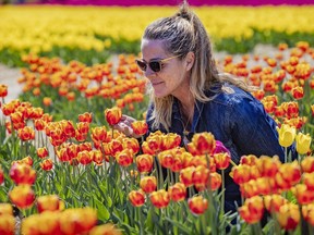 Caroline Lacroix smells a flower at the Tulips.Ca u-pick flower field in Laval, north of Montreal Wednesday May 18, 2022.