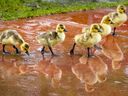 A Gaggle Of Goslings Walk Through A Puddle In Parc-Des-Rapides In The Lasalle May 19, 2022.