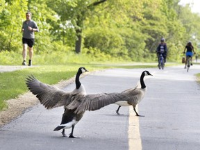 A goose signals it is safe to cross the bike path for a flock of geese and their goslings in Parc des Rapids May 25, 2022.