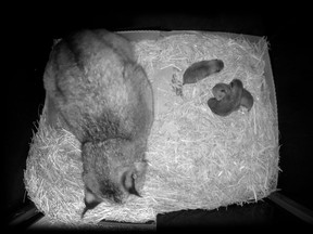 Three lynx kittens were born May 1 and are in good health, as is their mother, Espace pour la vie said in statement.