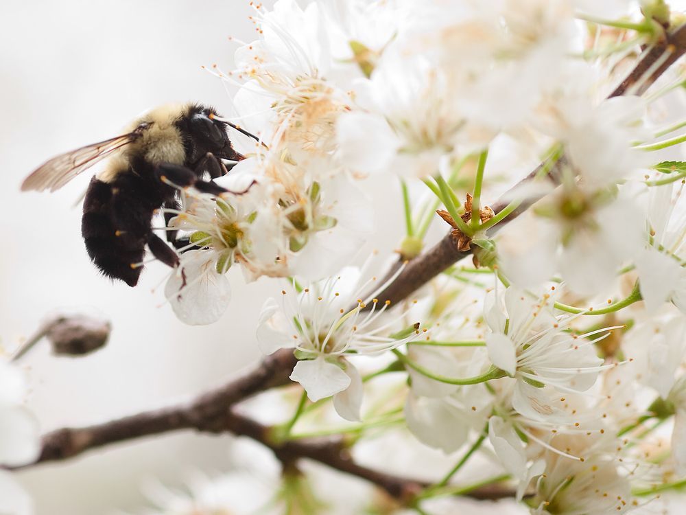 "Bees are essential to our well-being and that of the planet’s biodiversity," Beatrice Olivastri and Ian Shanahan write.