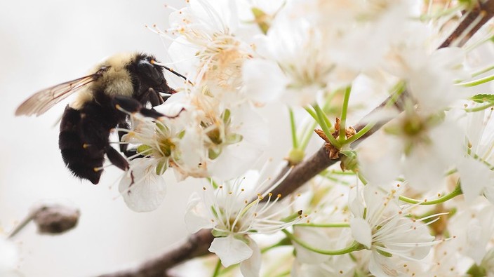 Opinion: There should be more buzz about bees