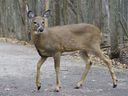 A deer is seen at the Michel-Chartrand Park in Longueuil, Que., Friday, November 13, 2020. A well-known Quebec lawyer is going before the Superior Court to prevent the cull of white-tailed deer living in a forest in Longueuil, just south of Montreal.