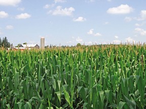 An Ontario cornfield: "Corn and sugar cane are renewable resources, and petroleum of course is not. However, that does not necessarily mean that biobased ethylene oxide has a smaller environmental footprint," Joe Schwarcz writes.