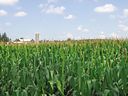 A cornfield in Ontario: 