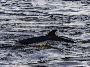 A minke whale is seen off the shore of Île Sainte-Hélène in Montreal on Tuesday, May 10, 2022.