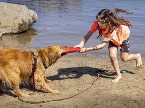 Victoria Del Carmen, 8, gets into a tug-of war with Simba in Verdun May 10, 2022. Victoria started playing with the golden retriever after meeting them at the beach.