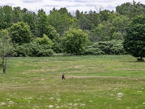 A local resident walks his dog through what once was a fairway at the former Rosemère golf course at the heart of a developer's lawsuit against the city.