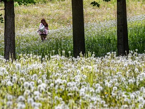 A resident makes her way through dandelion plants in what once was a fairway at the former Rosemère Golf Club.