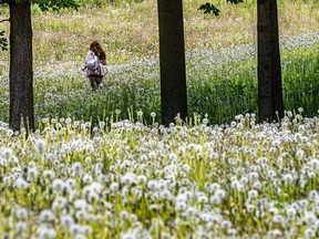 A local resident makes her way through dandelion plants in what once was a fairway at the former Rosemere golf course in Rosemere on Thursday June 2, 2022.