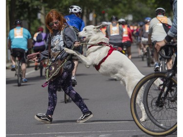 Morgane and her dog Echo try to make it across the street near Lafontaine Park as people ride during the Tour de l'Île in Montreal on Sunday, June 5, 2022.