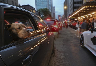 A dog, in a passing car, looks at the some of the activity outside the Grand Prix Party at the Ritz-Carlton Hotel in Montreal Friday, June 17, 2022.