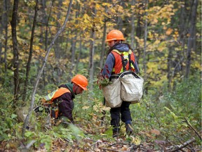 Tree planters Jean-Loup Petitpied and Veronique Sevigny work in Bois de l'Ile Bizard in 2019.  Montreal cut down 40,000 diseased ash trees and replaced them with other species to encourage biodiversity.