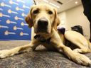 Justice Minister Simon Jolin-Barrette says a pilot project is being launched in collaboration with a guide dog training foundation and the province's crime victims assistance group.