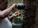 Rubber tapper Raimundo Pereira collects sap from a rubber tree in a forest in Xapuri, Acre State, in northwestern Brazil, on October 8, 2014. 