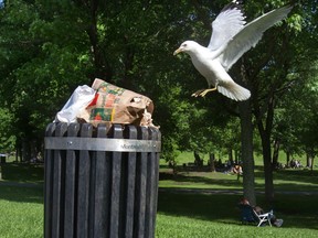 A seagull tries to scavenge a free meal in a park.