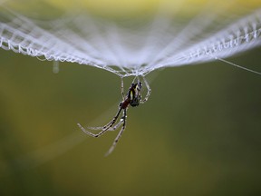 If a spider has a right to live, does it not also have an attendant right to housing?