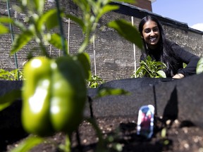 Navdisha Sandhu is the coordinator of the Garden of Hope in Roxboro.