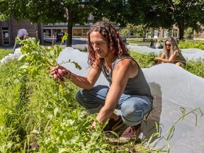 Erik Chevrier, centre, harvests radishes as Caleb Woolcott, left, picks Hakurei turnips and Kim Gagnon works on weeding at the CultivAction urban garden on the Loyola campus.