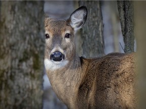 a female deer looks through trees