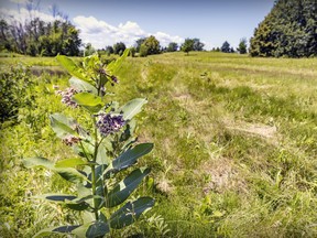 One of the few remaining milkweed plants in the so-called Monarch Field adjacent to the Technoparc wetlands. These plants survived because they are on the edge of a pond that borders the field.