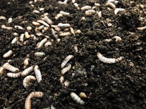 Black soldier fly larvae squirm in a breeding tray at an insect rearing facility in the Netherlands.