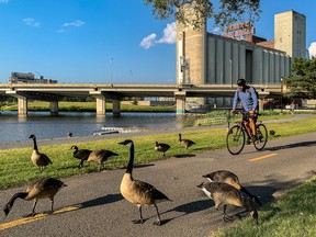A Canada goose family at the Peel Basin forces cyclists to slow down to pass in Montreal July 19, 2022.