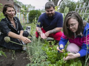 Evgeniia Gurcheva, right, picks parsley with her husband, Stanislav Snihur, in the home garden of Tatiana Romano, left, on Thursday August 18, 2022. Romano has been providing shelter to Ukrainians fleeing the war in their country.