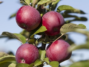 Apple farms are confined to southern Quebec but could extend to "regions with a new viticultural climatic potential, such as the south of the Outaouais and the St. Lawrence Valley."