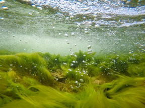 Tendrils of green algae under water.