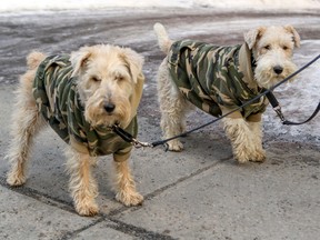 Molly, a fox terrier, left, and Dixie, a mixed breed, wear matching camouflage fleece sweaters while walking with their owner on Doctor Penfield St. in Montreal in 2020.