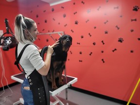 Dogs are only groomed while they’re comfortable doing so at Centre Pucci. PHOTO SUPPLIED.