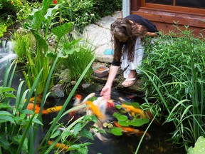 Homeowner Hélène Séguin hand-feeds Japanese koi. She says the fish enjoy being petted as well.