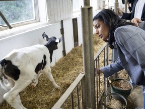 Quebec Liberal Leader Dominique Anglade during a campaign stop at a dairy farm in St-Jacques-le-Mineur on Wednesday, Sept. 7, 2022. “If you make a link between violence and immigration, I don’t think that sends a very good message,” she said about Premier François Legault's comments. “It’s an extremely dangerous conflation.”