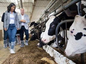 Quebec Liberal Leader Dominique Anglade walks through the stable during a campaign stop at a dairy farm in St-Jacques-le-Mineur on Wednesday, September 7, 2022.