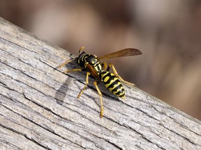 Most of the wasps we see in the city are not indigenous to North America.