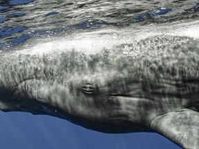 Sperm whales, the largest toothed animal in the world and easily recognized by their huge, rounded foreheads, use series of Morse-code-like clicks, known as “codas,” to communicate.