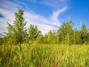 Boisé Steinberg is a wooded area in the city's Mercier—Hochelaga-Maisonneuve borough.
